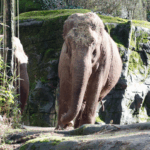 Burgerzoo Arnhem