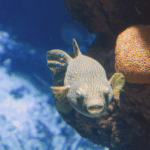 Burgerzoo Arnhem