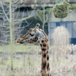 Burgerzoo Arnhem