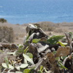 Tabarca, een eiland bij Santa Pola